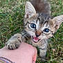 animal, cat, claws, closeup, cute, eyes, feline, fur, grass, hand, interaction, kitten, mischievous, nature, outdoor, paw, pet, playful, whiskers, young