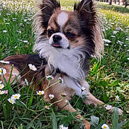 Snoopy participe au concours pour gagner de l'argent avec cette photo : dog, flower, grass, outdoor, nature, daisy, pet, canine, animal, sunlight, greenery, summer, cute, small_dog, fur, ears, tongue, relaxing, park, daytime