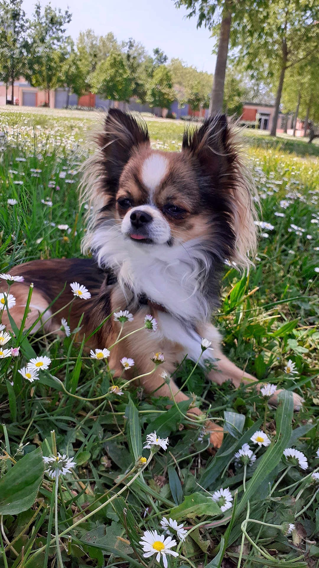 Snoopy participe au concours pour gagner de l'argent avec cette photo : dog, flower, grass, outdoor, nature, daisy, pet, canine, animal, sunlight, greenery, summer, cute, small_dog, fur, ears, tongue, relaxing, park, daytime
