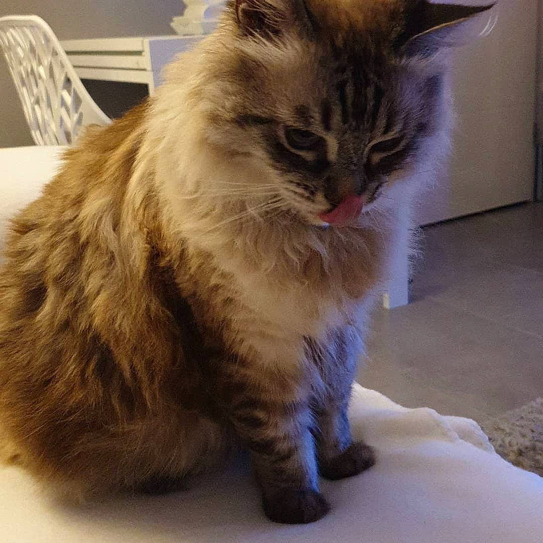 Mimoune a rejoint le concours — aidez-le/la à gagner de superbes lots ! asian, asian_semi_longhair, balinese, british_semi_longhair, carnivore, cat, cymric, domestic_long_haired_cat, domestic_short_haired_cat, european_shorthair, felidae, fur, mammal, ojos_azules, ragamuffin, ragdoll, siberian, small_to_medium_sized_cats, vertebrate, whiskers