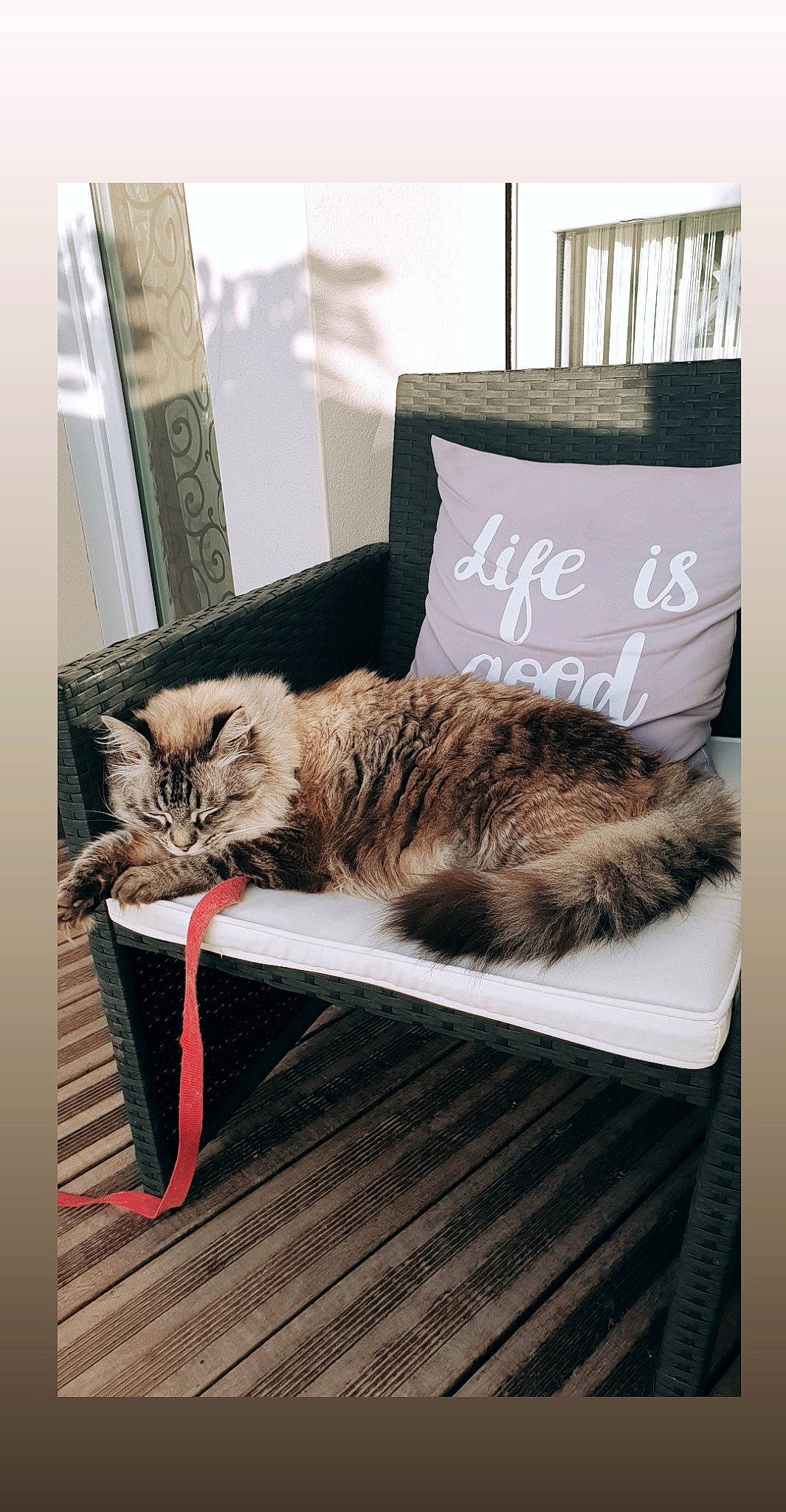 Mimoune a rejoint le concours — aidez-le/la à gagner de superbes lots ! american_shorthair, asian, carnivore, cat, domestic_short_haired_cat, dragon_li, european_shorthair, felidae, fur, kitten, norwegian_forest_cat, small_to_medium_sized_cats, tabby_cat, whiskers, window