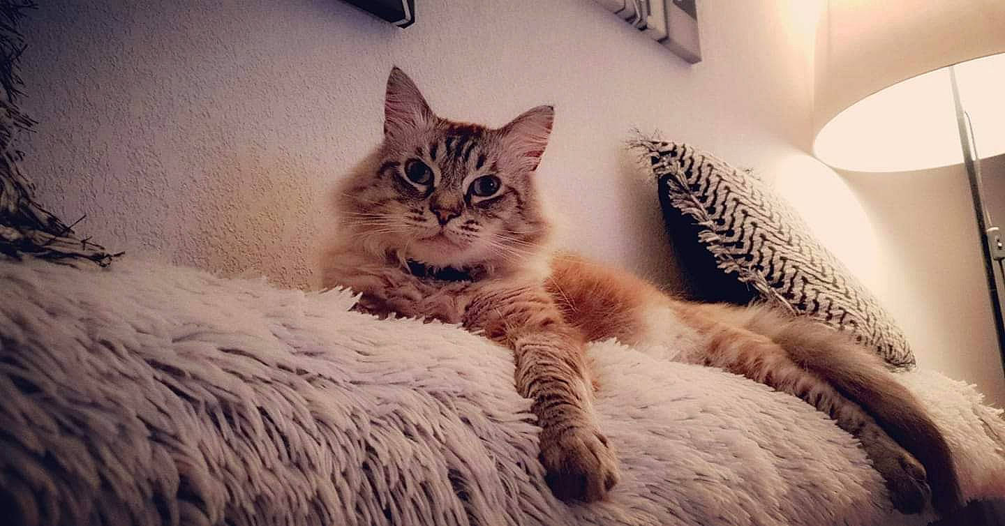 Mimoune participe au concours pour gagner de l'argent avec cette photo : asian, bed, carnivore, cat, dragon_li, european_shorthair, eye, felidae, fur, furniture, kitten, maine_coon, mammal, norwegian_forest_cat, pixie_bob, ragdoll, siberian, small_to_medium_sized_cats, tabby_cat, whiskers