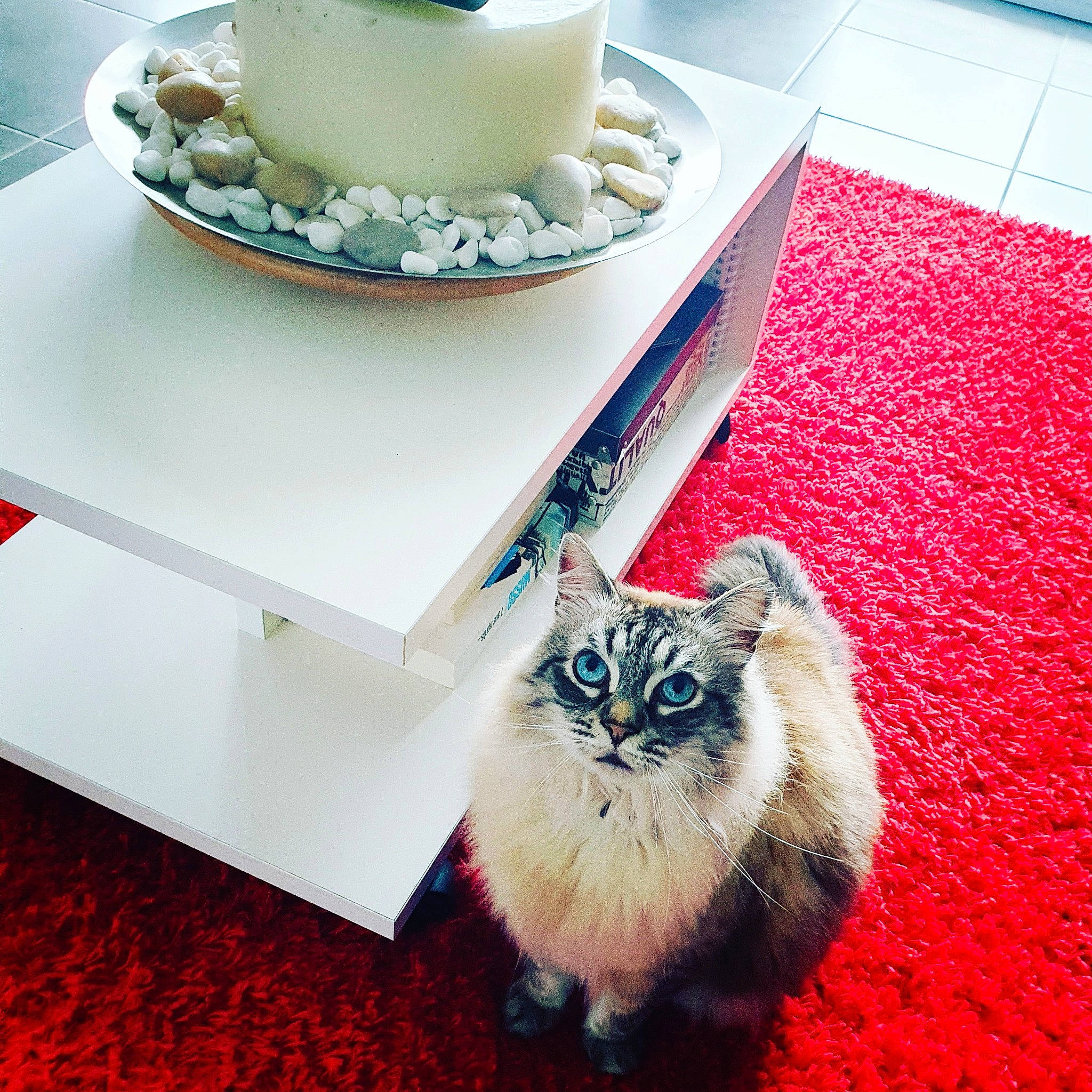 Mimoune a rejoint le concours — aidez-le/la à gagner de superbes lots ! carnivore, cat, felidae, flooring, fur, kitten, munchkin, norwegian_forest_cat, persian, ragamuffin, ragdoll, small_to_medium_sized_cats, table, whiskers