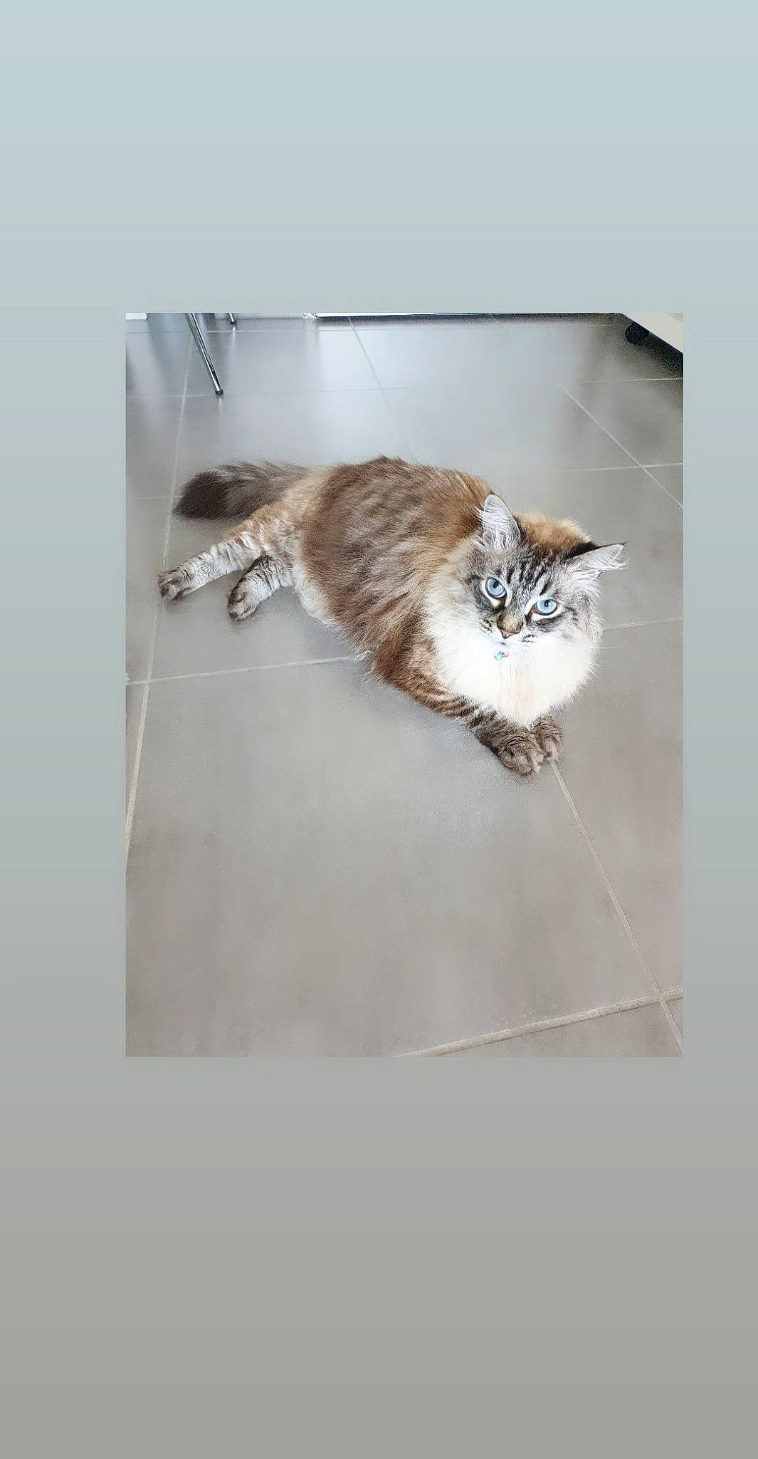 Mimoune a rejoint le concours — aidez-le/la à gagner de superbes lots ! carnivore, cat, domestic_short_haired_cat, felidae, fur, kitten, norwegian_forest_cat, small_to_medium_sized_cats, tail, whiskers