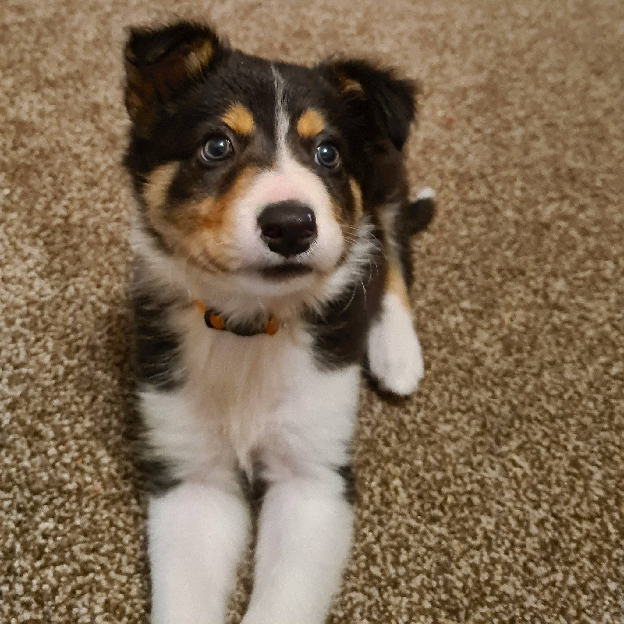 Bryn is registered to the contest to win money with this photo: australian_collie, australian_shepherd, border_collie, canidae, carnivore, companion_dog, dog, dog_breed, english_shepherd, herding_dog, mammal, miniature_australian_shepherd, puppy, rare_breed_dog, scotch_collie, snout, sporting_group, vertebrate, welsh_sheepdog, working_dog