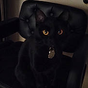 Goldie joined the competition — help win amazing prizes! amber_eyes, animal, black_cat, cat, chair, collar, cute, dark, domestic_cat, feline, indoor, leather_chair, mysterious, pet, portrait, quiet, shadow, sitting, still_life, tag