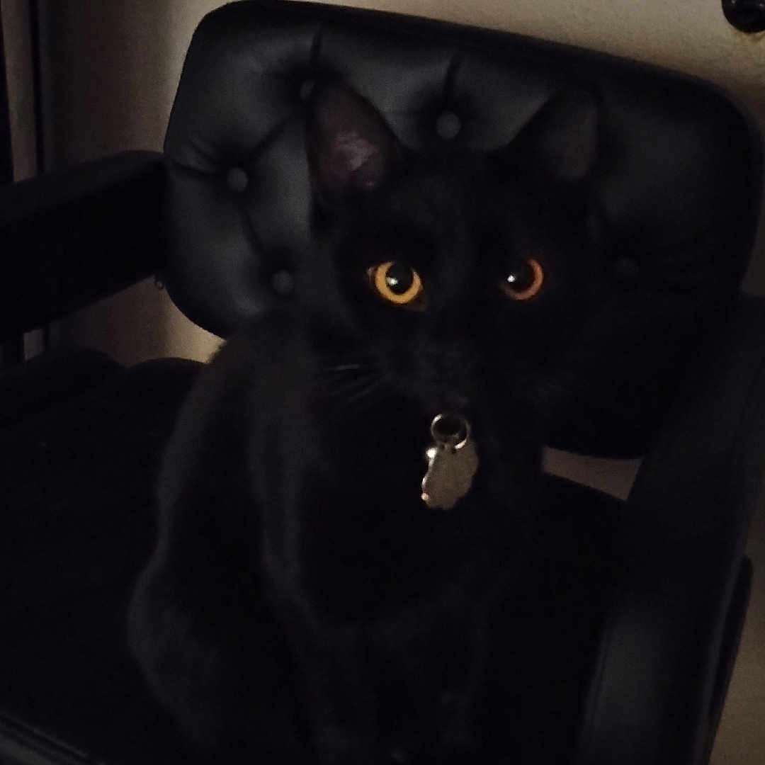 Goldie joined the competition — help win amazing prizes! amber_eyes, animal, black_cat, cat, chair, collar, cute, dark, domestic_cat, feline, indoor, leather_chair, mysterious, pet, portrait, quiet, shadow, sitting, still_life, tag