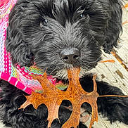 Shelby joined the competition — help win amazing prizes! puppy, dog, black_fur, leaf, fall, sweater, knitted, colorful, cute, close_up, outdoor, wood, pet, animal, lying_down, nature, playful, fur, mouth, eyes