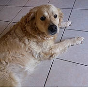 Java participe au concours pour gagner de l'argent avec cette photo : dog, golden_retriever, pet, indoor, tiled_floor, lying_down, fur, face, eyes, nose, paw, portrait, closeup, brown, mammal, home_interior, floor_tiles, screenshot, date_text, app_ui