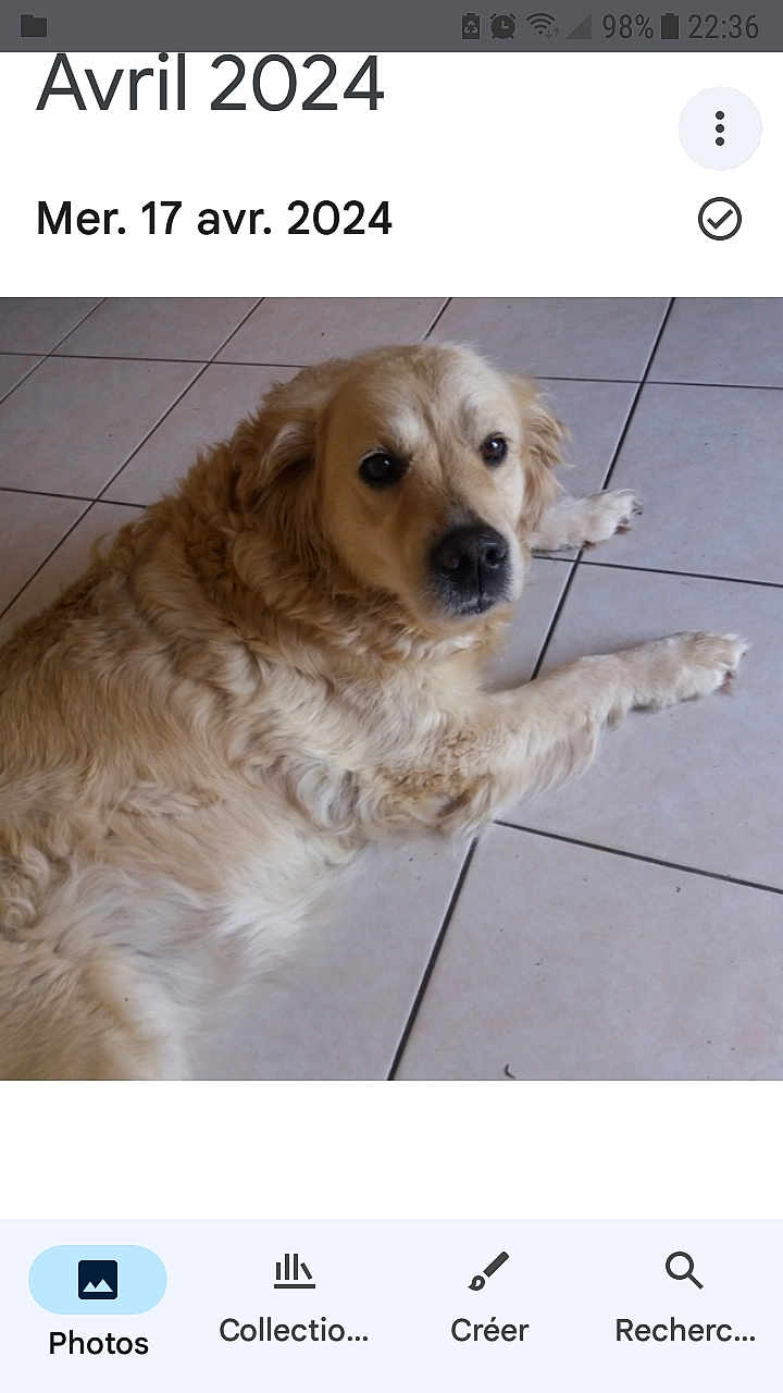 Java participe au concours pour gagner de l'argent avec cette photo : dog, golden_retriever, pet, indoor, tiled_floor, lying_down, fur, face, eyes, nose, paw, portrait, closeup, brown, mammal, home_interior, floor_tiles, screenshot, date_text, app_ui