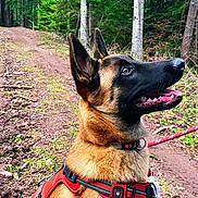 Arès a rejoint le concours — aidez-le/la à gagner de superbes lots ! dog, belgian_malinois, harness, forest, trees, trail, outdoor, nature, pet, canine, alert, happy, brown, black, leash, animal, park, walking, daytime, path