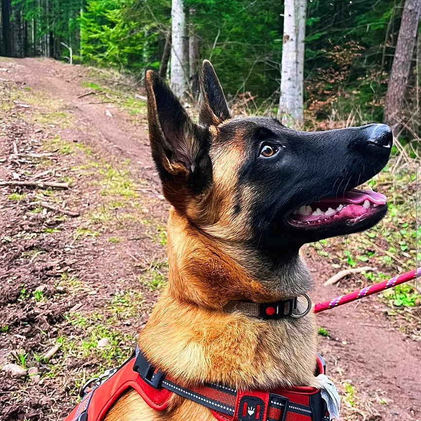 Arès a rejoint le concours — aidez-le/la à gagner de superbes lots ! dog, belgian_malinois, harness, forest, trees, trail, outdoor, nature, pet, canine, alert, happy, brown, black, leash, animal, park, walking, daytime, path