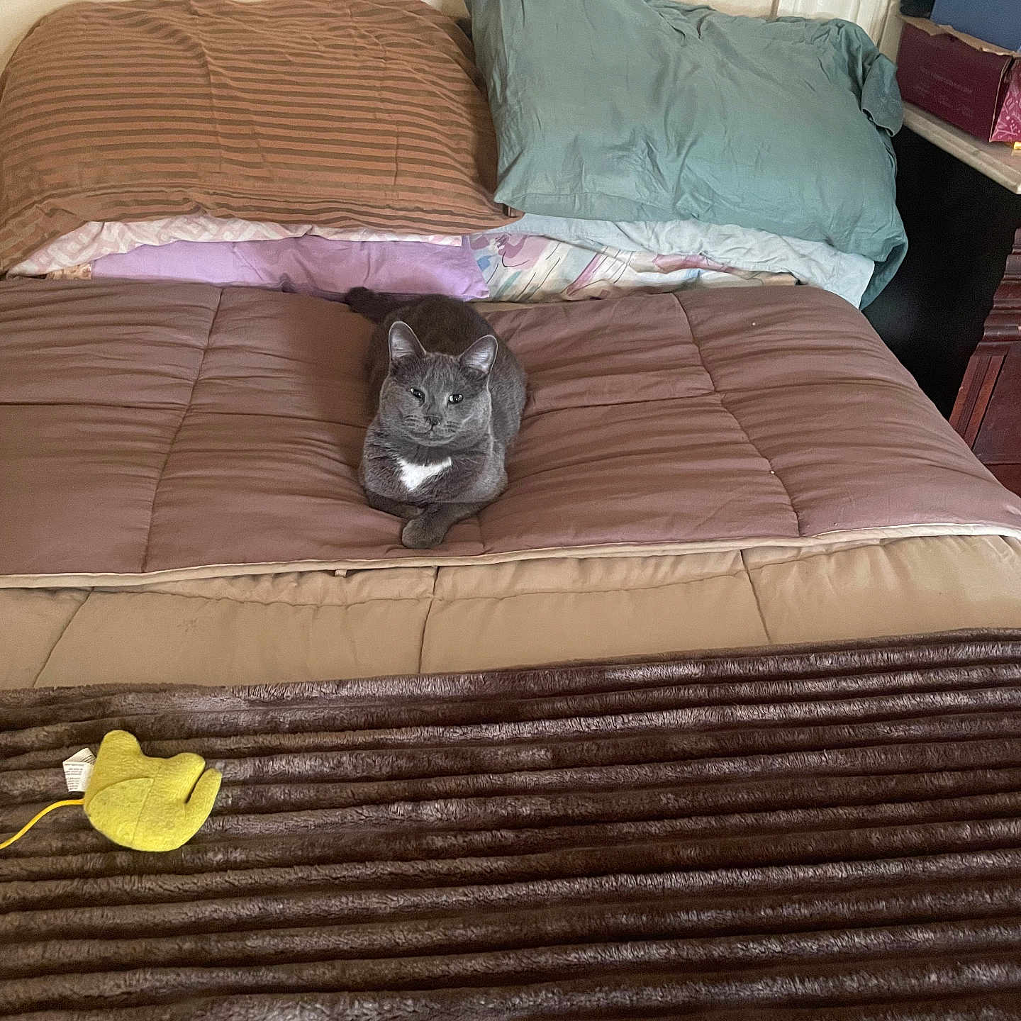 Loki joined the competition — help win amazing prizes! bed, blanket, brown_blanket, cat, comfort, cozy, domestic_animal, feline, furniture, gray_cat, home, indoor, pet, pillow, relaxation, resting, sleeping_area, soft_texture, striped_pillow, toy