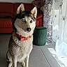 dog, husky, heterochromia, red_collar, sitting, indoor, living_room, red_couch, green_ottoman, curtains, sunlight, tile_floor, pet, animal, fur, ears, portrait, window, home, cozy