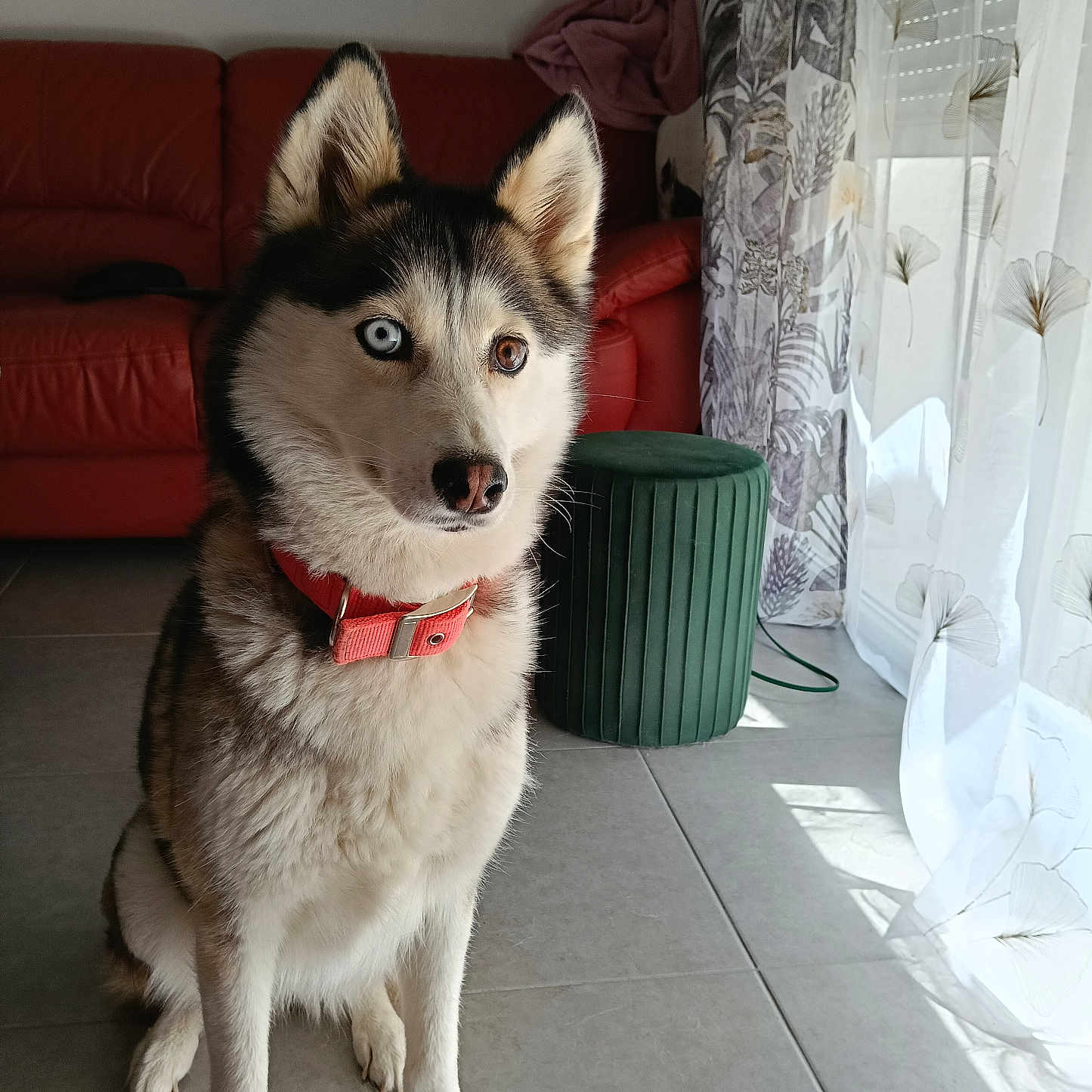 Princesse participe au concours pour gagner de l'argent avec cette photo : dog, husky, heterochromia, red_collar, sitting, indoor, living_room, red_couch, green_ottoman, curtains, sunlight, tile_floor, pet, animal, fur, ears, portrait, window, home, cozy