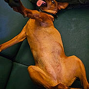 Foxy a rejoint le concours — aidez-le/la à gagner de superbes lots ! dog, brown_dog, pet, animal, lying_down, upside_down, couch, indoor, tongue_out, playful, funny, relaxed, collar, short_hair, portrait, close_up, front_paw, belly, dark_background, candid