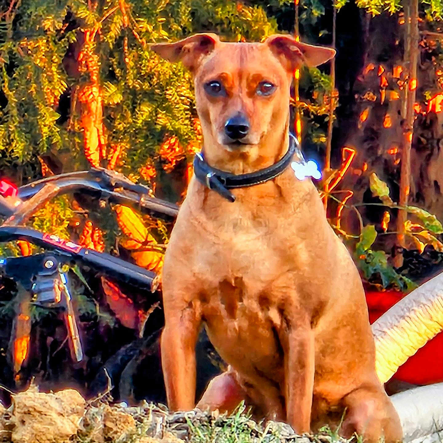Foxy participe au concours pour gagner de l'argent avec cette photo : dog, canine, tan_dog, sitting, outdoor, forest, woodland, trees, foliage, nature, sunlight, portrait, pet, collar, blue_tag, brown_fur, pointed_ears, serious_expression, garden, rocks