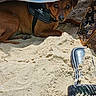 Foxy a rejoint le concours — aidez-le/la à gagner de superbes lots ! dog, puppy, brown_dog, beach, sand, towel, blue_towel, beach_bag, shovel, outdoors, sunlight, lying_down, harness, collar, wide_eyed, portrait, playful, vacation, texture, closeup