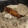 dog, dachshund, small_dog, brown_dog, sleeping, relaxing, lying_down, bed, blanket, bedding, floral_pattern, bedroom, home, cozy, indoor, pet, animal, paw, short_hair, comfort