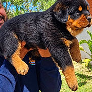 Baki participe au concours pour gagner de l'argent avec cette photo : rottweiler, puppy, dog, black_and_tan, canine, pet, animal, floppy_ears, brown_eyes, outdoor, garden, grass, trees, blue_sky, sunlight, person, portrait, close_up, being_held, fur