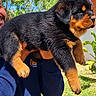 rottweiler, puppy, dog, black_and_tan, canine, pet, animal, floppy_ears, brown_eyes, outdoor, garden, grass, trees, blue_sky, sunlight, person, portrait, close_up, being_held, fur