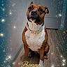 Malya participe au concours pour gagner de l'argent avec cette photo : black_muzzle, brindle_dog, brown_fur, collar, dog, door, festive, hallway, indoor, new_year, pet, portrait, sitting, sparkles, staffordshire_terrier, stars, text_overlay, wall, white_chest, wood_floor