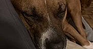 Malya a rejoint le concours — aidez-le/la à gagner de superbes lots ! animal, bed, blanket, brown_dog, close_up, couch, cozy, dog, face, furniture, indoors, nose, pet, portrait, relaxed, resting, short_hair, sleeping, sleepy, snout