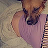 animal, bed, blanket, brown_fur, close_up, cozy, dog, ears, face, indoors, muzzle, person, pet, photography, pink_shirt, portrait, resting, short_hair, shoulder, sleepy