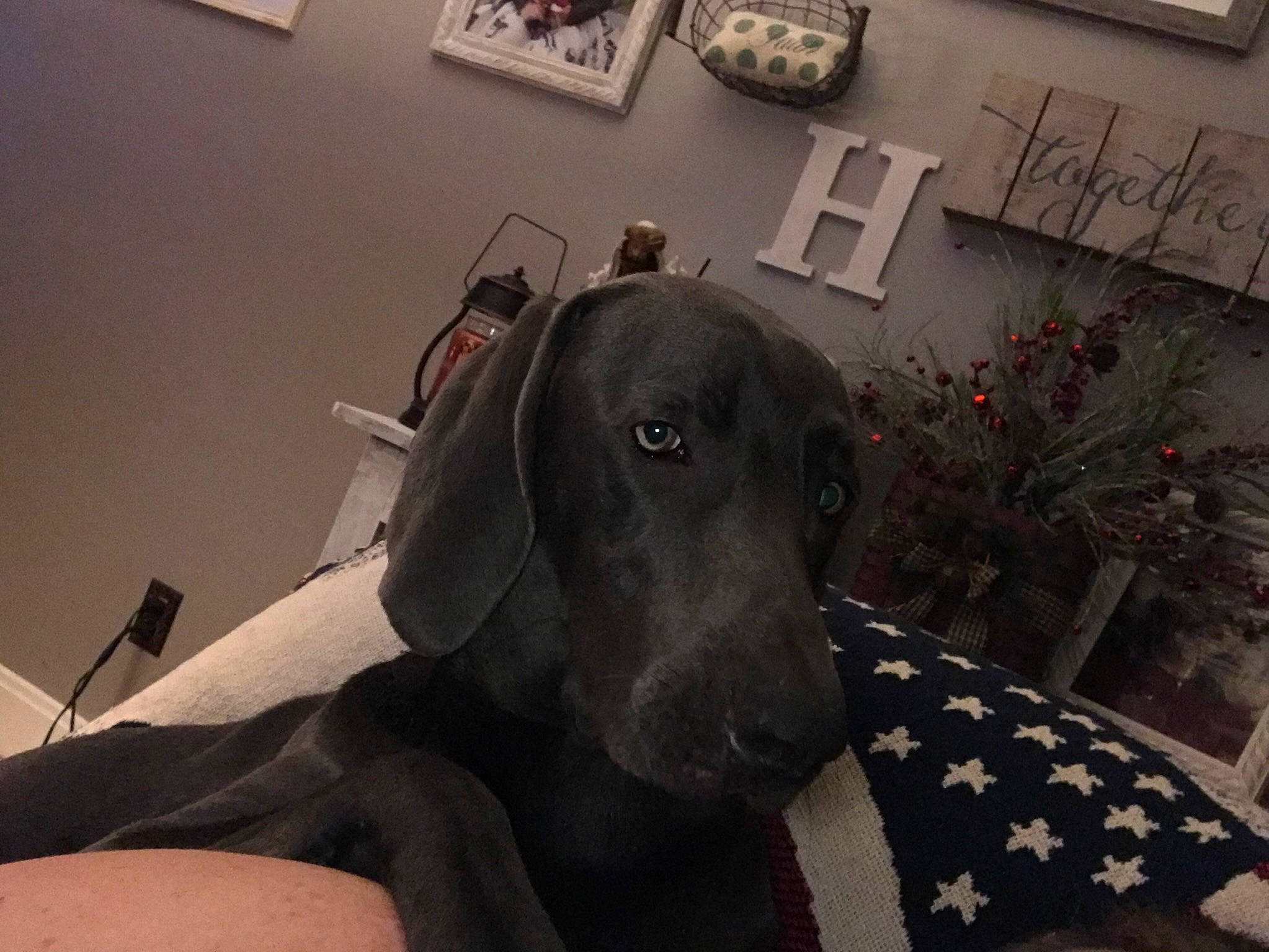 Lilly joined the competition — help win amazing prizes! carnivore, chair, comfort, companion_dog, couch, dog, dog_breed, fawn, flooring, flowerpot, grey, houseplant, liver, picture_frame, plant, room, snout, sporting_group, whiskers, working_animal