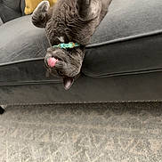 Kiwi joined the competition — help win amazing prizes! cat, gray_cat, upside_down, tongue_out, collar, couch, gray_couch, yellow_pillow, carpet, indoor, pet, playful, feline, fur, whiskers, relaxed, domestic_animal, home, cozy, resting