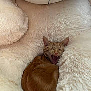 Peachy is registered to the contest to win money with this photo: cat, orange_cat, tabby, stuffed_animal, plush, yawning, cozy, fur, cute, pet, animal, indoor, closeup, relaxing, sleepy, soft, comfort, large, cuddly, resting