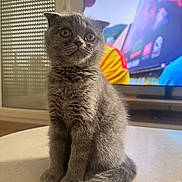 Mimi participe au concours pour gagner de l'argent avec cette photo : animal, blurred_background, cat, curious, cute, domestic_cat, ears, face, fur, furry, gray_fur, indoor, kitten, pet, sitting, table, television, whiskers, window_blind, young
