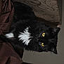 Biscotte participe au concours pour gagner de l'argent avec cette photo :