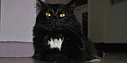 Biscotte participe au concours pour gagner de l'argent avec cette photo :