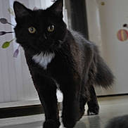 Biscotte participe au concours pour gagner de l'argent avec cette photo :