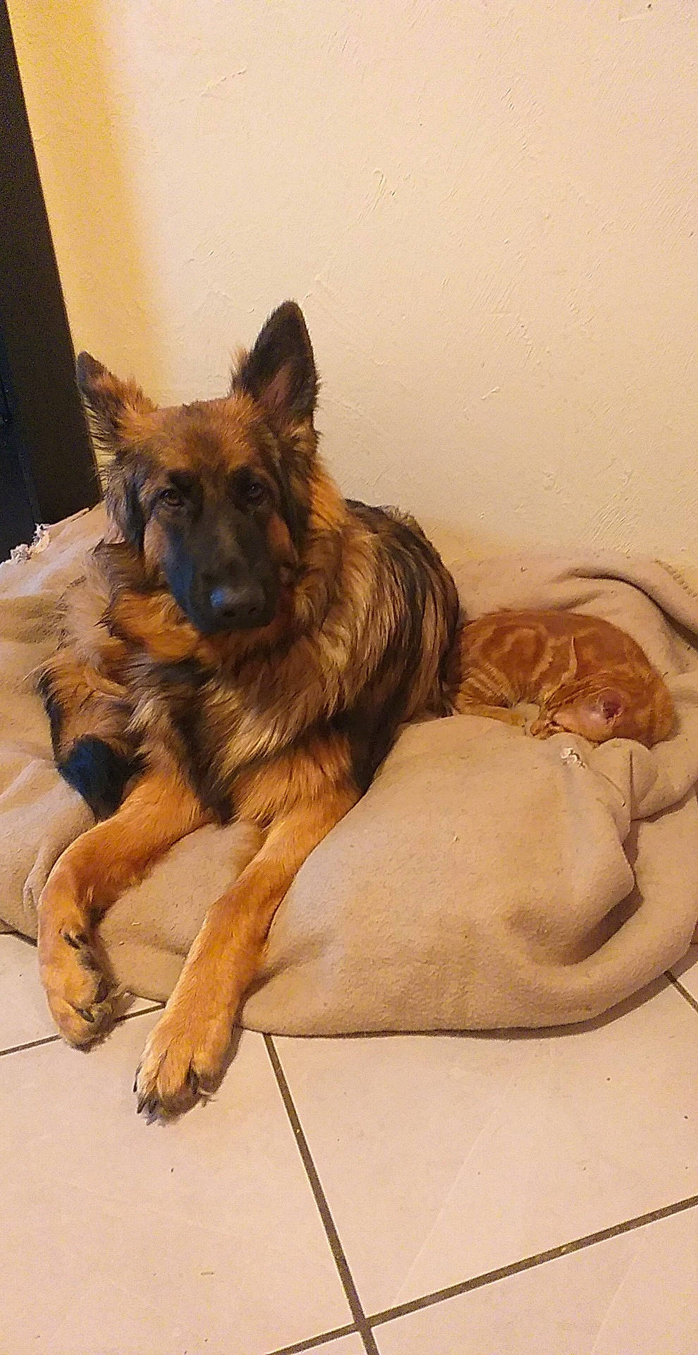 Simba participe au concours pour gagner de l'argent avec cette photo : art, canidae, carnivore, companion_dog, dog, dog_breed, fawn, fur, german_shepherd_dog, giant_dog_breed, herding_dog, king_shepherd, liver, old_german_shepherd_dog, paw, snout, sporting_group, terrestrial_animal, tervuren, working_dog