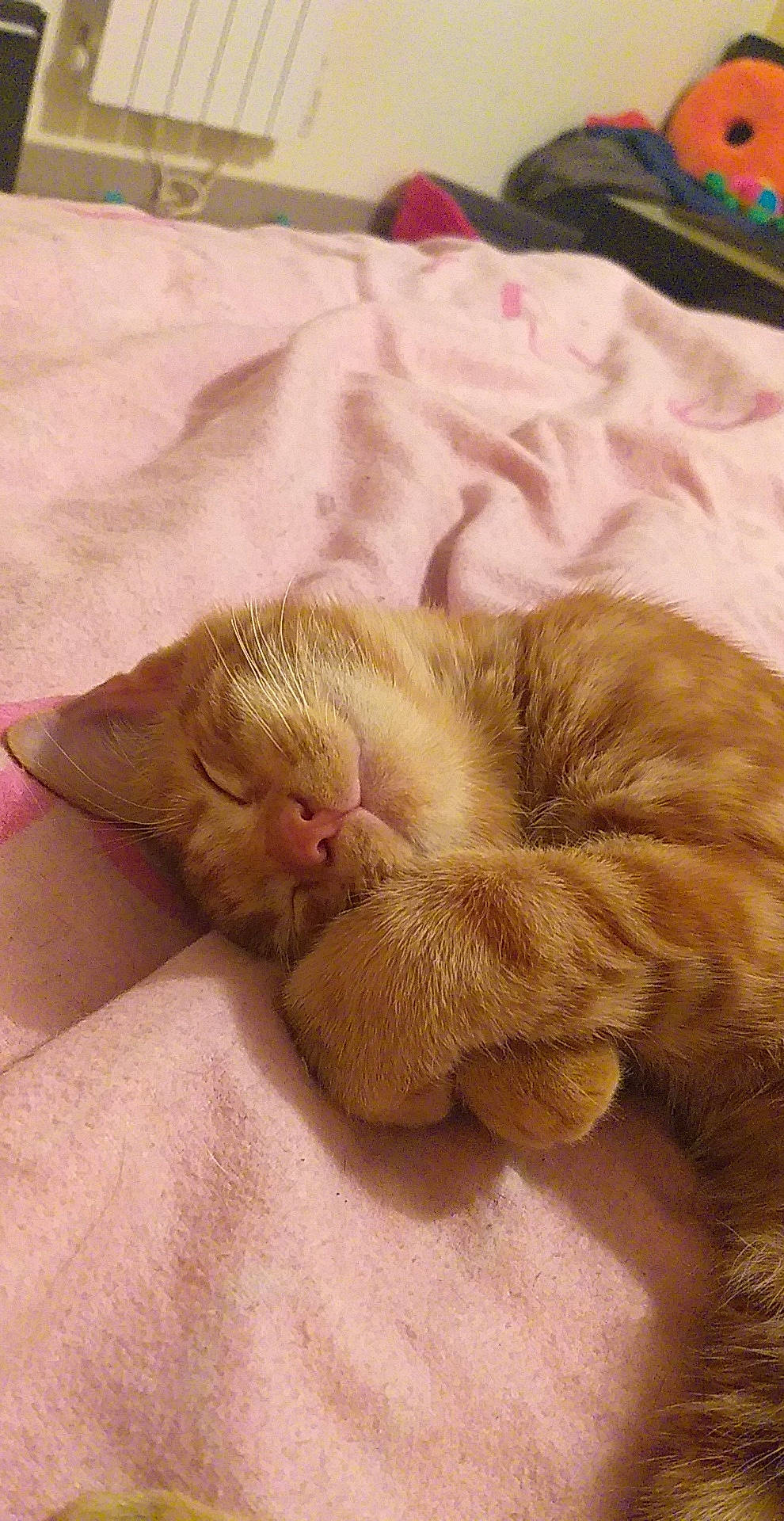 Simba a rejoint le concours — aidez-le/la à gagner de superbes lots ! canidae, carnivore, cat, claw, comfort, companion_dog, dog_breed, fawn, felidae, fur, linens, nap, paw, sleep, small_to_medium_sized_cats, snout, sporting_group, tail, terrestrial_animal, whiskers