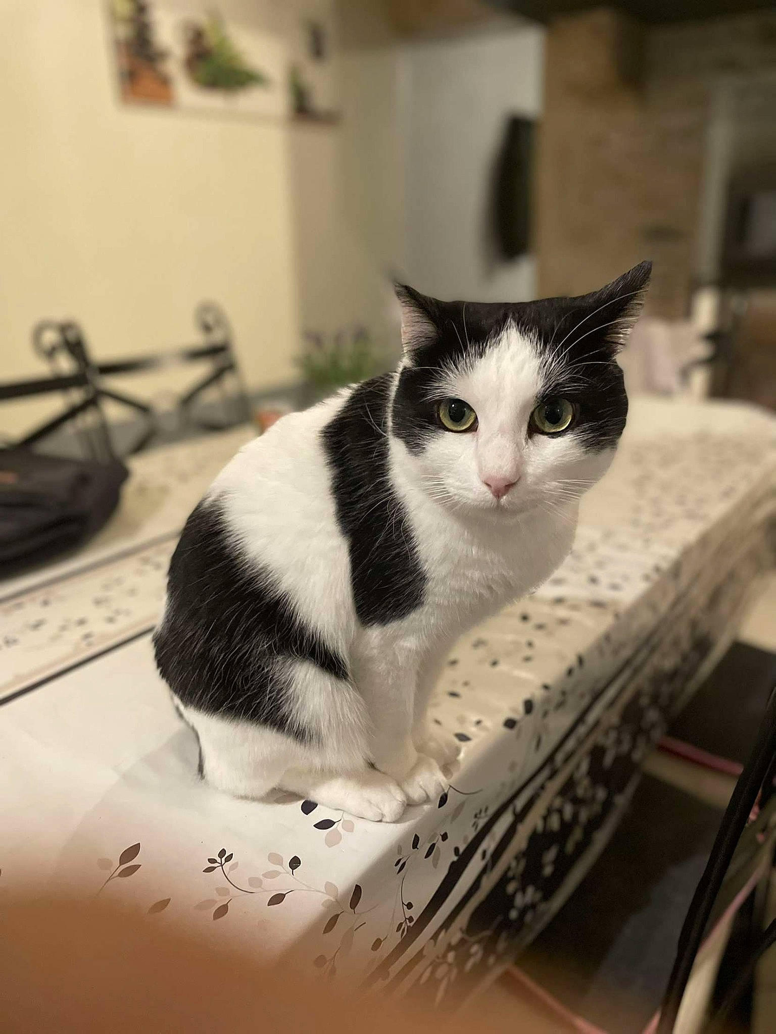 Kovou participe au concours pour gagner de l'argent avec cette photo : black_and_white, box, carnivore, cat, domestic_short_haired_cat, felidae, flooring, fur, monochrome, monochrome_photography, pet_supply, rectangle, room, sitting, small_to_medium_sized_cats, snout, stairs, tail, whiskers, window