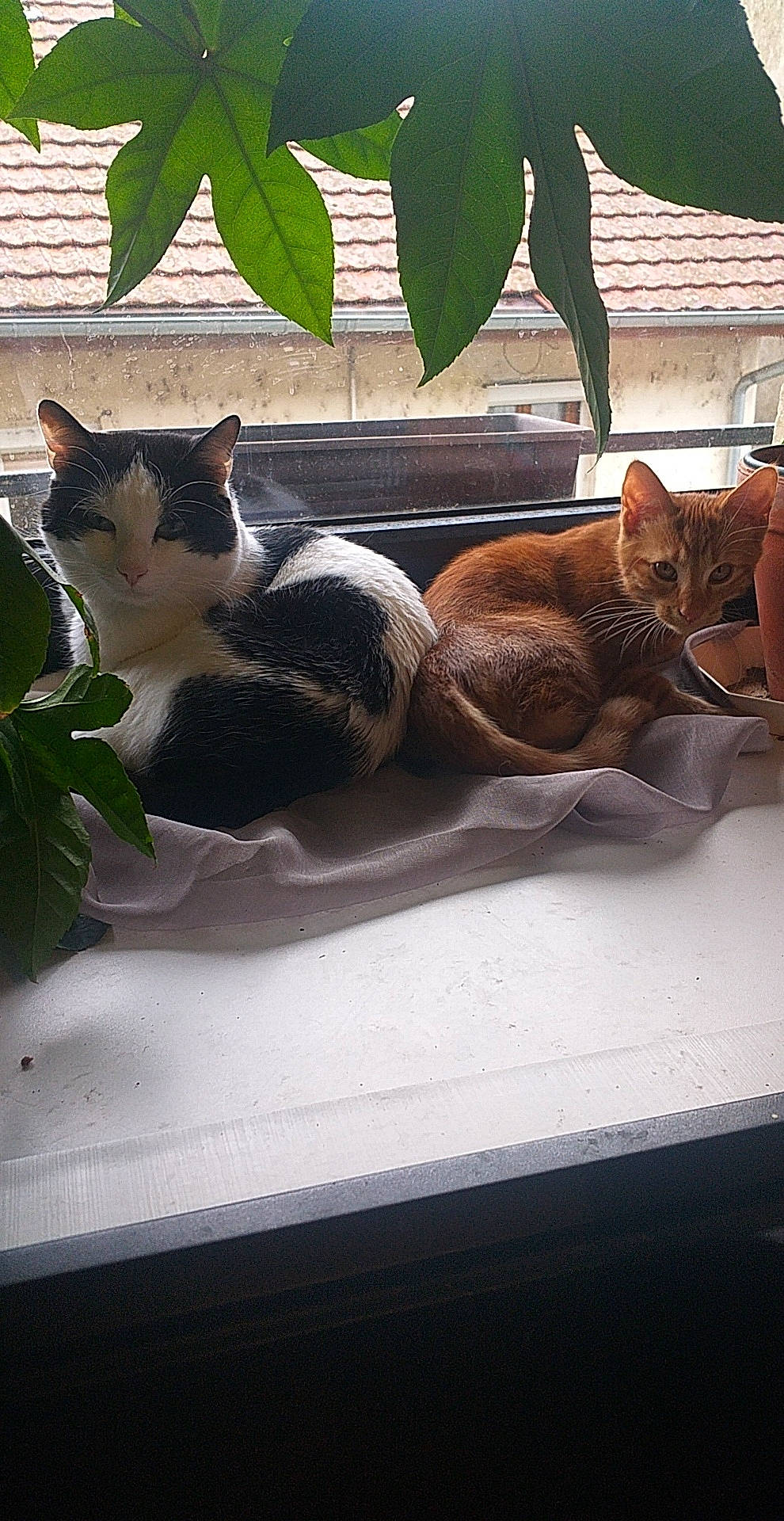 Kovou participe au concours pour gagner de l'argent avec cette photo : carnivore, cat, comfort, domestic_short_haired_cat, felidae, foot, grass, leg, mammal, outdoor_furniture, plant, shade, small_to_medium_sized_cats, tail, terrestrial_animal, tree, vertebrate, whiskers, window, wood