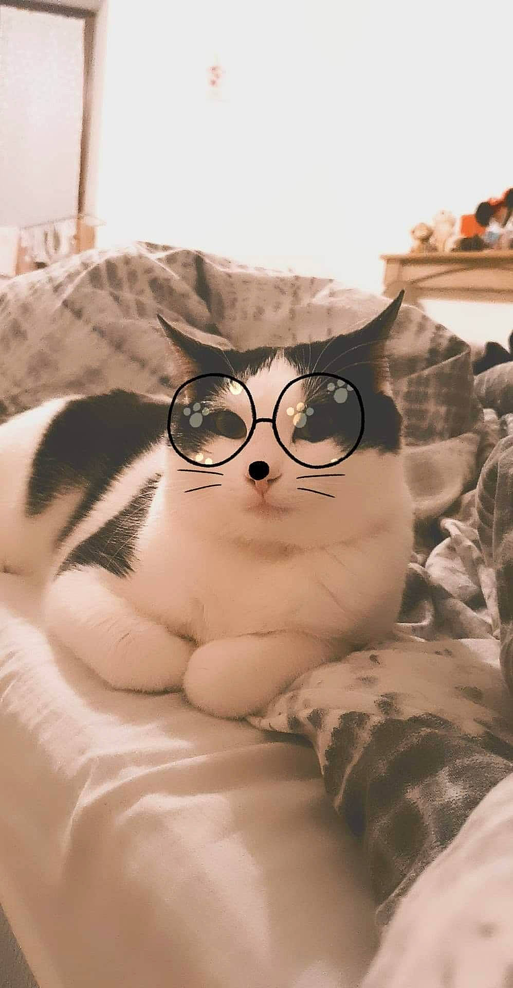Kovou a rejoint le concours — aidez-le/la à gagner de superbes lots ! bedding, carnivore, cat, comfort, domestic_short_haired_cat, eye, eyewear, felidae, fur, glasses, goggles, linens, nap, paw, room, small_to_medium_sized_cats, snout, textile, vision_care, whiskers