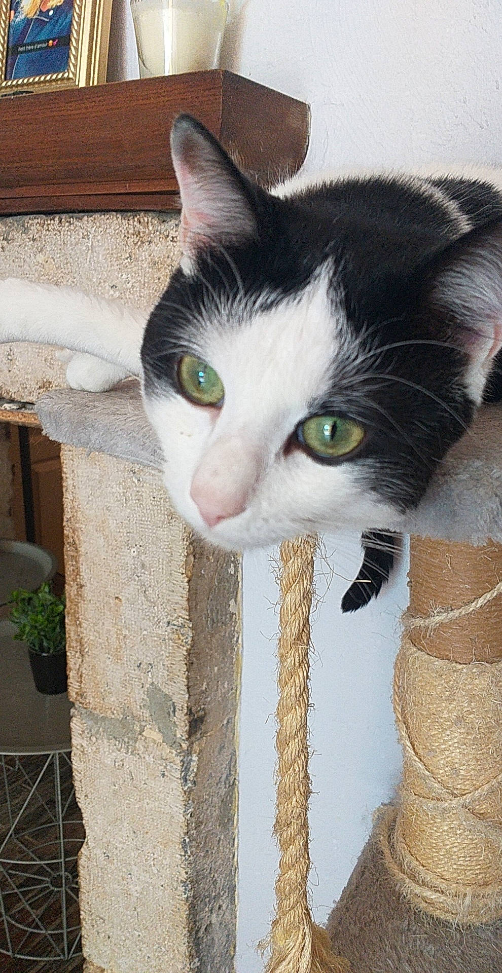 Kovou a rejoint le concours — aidez-le/la à gagner de superbes lots ! carnivore, cat, domestic_short_haired_cat, eye, eyelash, felidae, flowerpot, formal_wear, fur, houseplant, moustache, paw, plant, small_to_medium_sized_cats, snout, tail, whiskers, wood