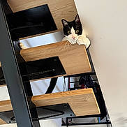 Yusko a rejoint le concours — aidez-le/la à gagner de superbes lots ! cat, black_and_white_cat, staircase, wooden_steps, metal_frame, indoor, pet, curious, paws, climbing, feline, animal, home, modern_interior, looking, playful, sitting, close_up, whiskers, eyes