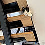 cat, black_and_white_cat, staircase, wooden_steps, metal_frame, indoor, pet, curious, paws, climbing, feline, animal, home, modern_interior, looking, playful, sitting, close_up, whiskers, eyes