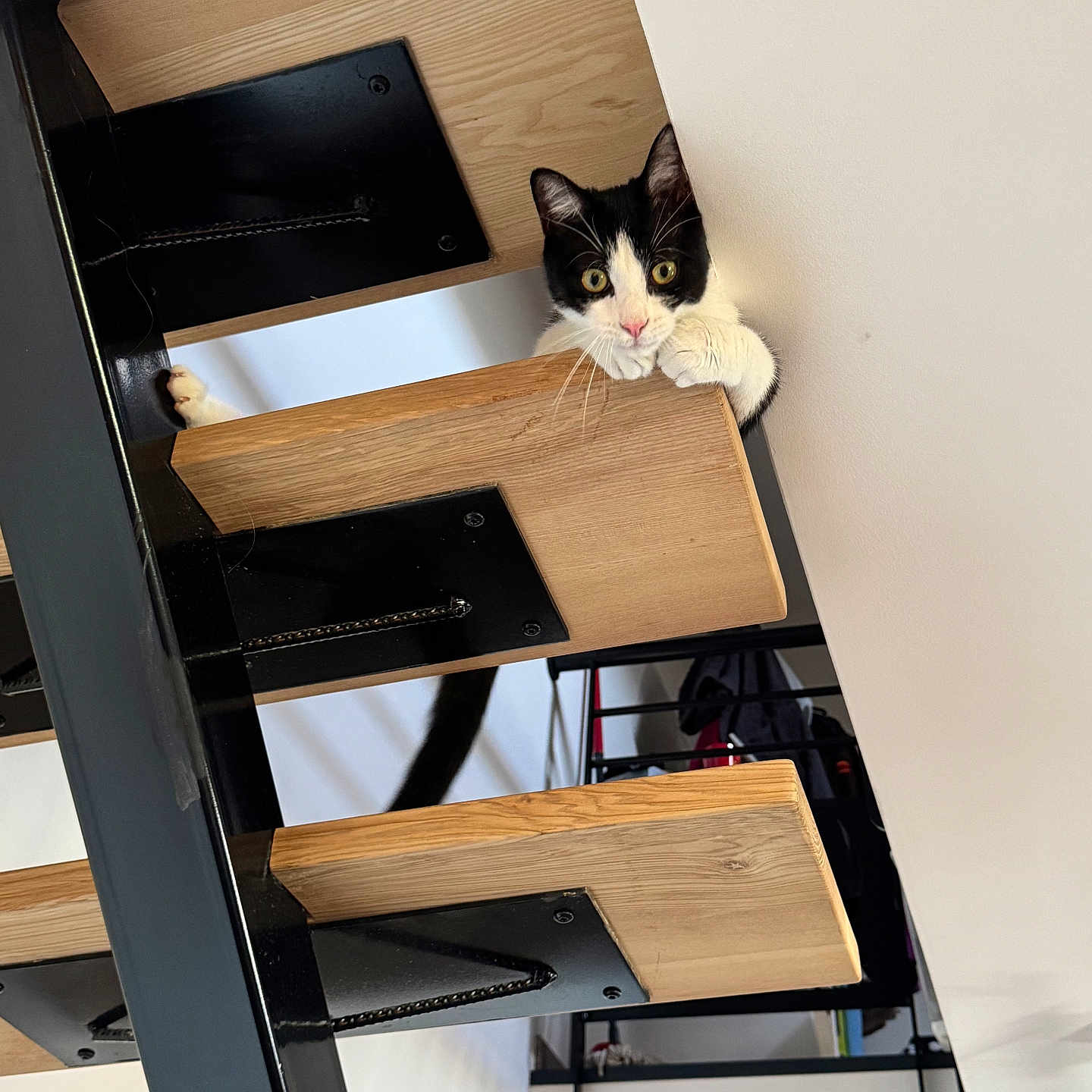 Yusko a rejoint le concours — aidez-le/la à gagner de superbes lots ! animal, black_and_white_cat, cat, climbing, close_up, curious, eyes, feline, home, indoor, looking, metal_frame, modern_interior, paws, pet, playful, sitting, staircase, whiskers, wooden_steps