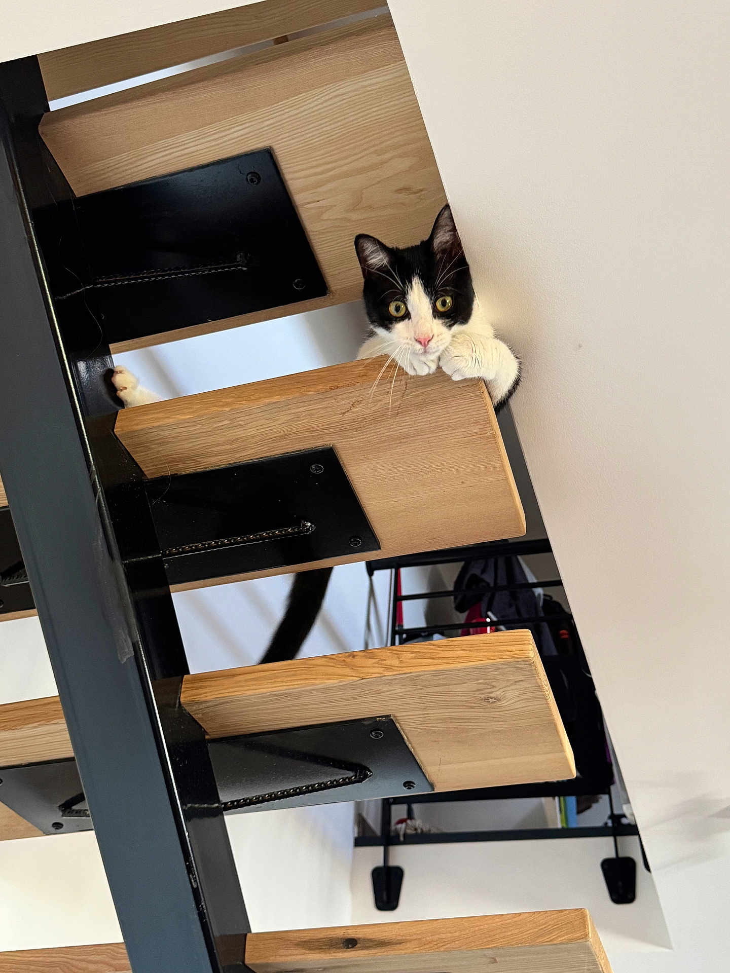 Yusko a rejoint le concours — aidez-le/la à gagner de superbes lots ! cat, black_and_white_cat, staircase, wooden_steps, metal_frame, indoor, pet, curious, paws, climbing, feline, animal, home, modern_interior, looking, playful, sitting, close_up, whiskers, eyes