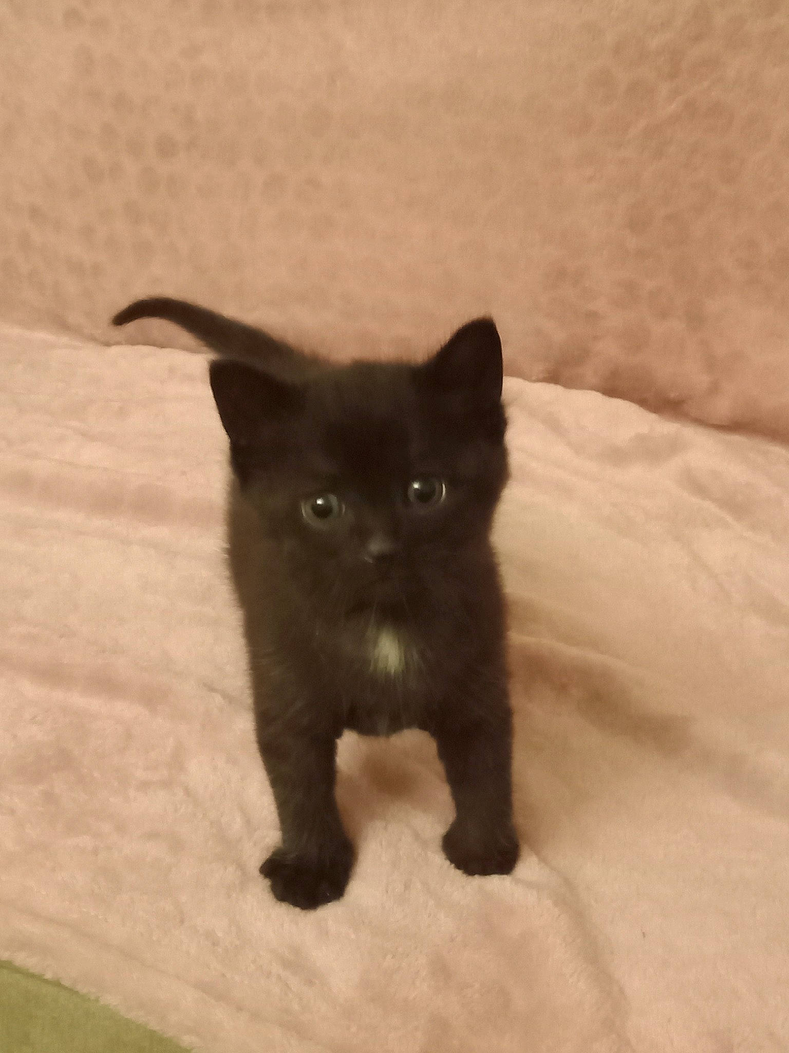 Blacky a rejoint le concours — aidez-le/la à gagner de superbes lots ! black_cat, bombay, canidae, carnivore, cat, claw, dog_breed, domestic_short_haired_cat, fawn, felidae, fur, small_to_medium_sized_cats, snout, sporting_group, tail, terrestrial_animal, whiskers, wildlife, working_animal