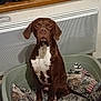 dog, brown, white, pet_bed, cushion, indoor, wall, heater, vent, seated, looking_at_camera, calm, serious, mammal, domestic_animal, floor, household, comfort, resting, portrait