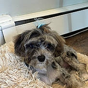 Nova joined the competition — help win amazing prizes! dog, puppy, bow, fur, cute, pet, indoor, carpet, floor, baseboard_heater, curious, lying_down, fluffy, small_dog, domestic_animal, mammal, companion, animal, adorable, home