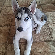 Koda joined the competition — help win amazing prizes! puppy, dog, husky, blue_eyes, pet, animal, young, lying_down, floor, tile, ears, cute, domestic_animal, indoor, looking_at_camera, mammal, fur, nose, whiskers, paws