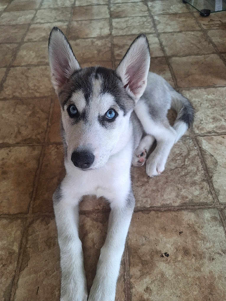 Koda